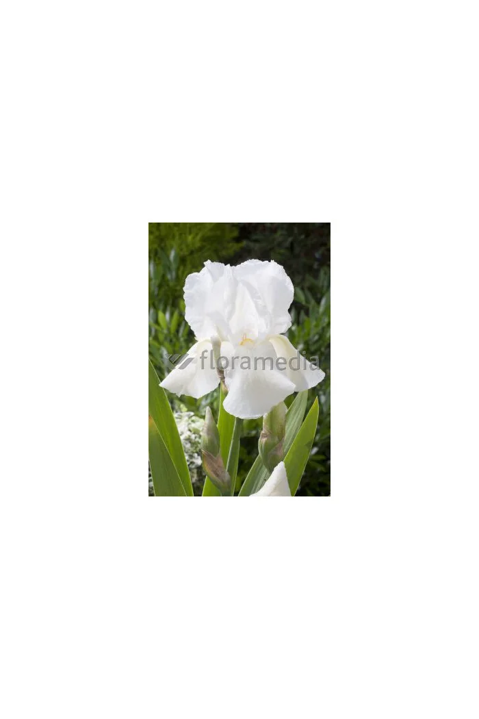 Kosaciec (Irys) niski 'Schneekoppe' Iris barbata