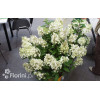 Hortensja bukietowa 'Levana' | Hydrangea paniculata