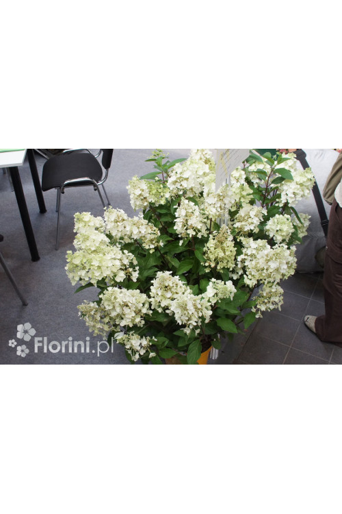 Hortensja bukietowa 'Levana' | Hydrangea paniculata