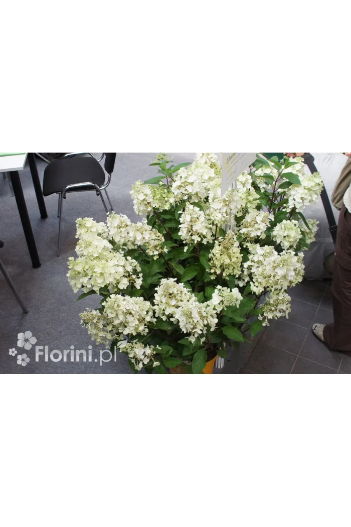 Hortensja bukietowa 'Levana' | Hydrangea paniculata