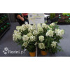 Hortensja bukietowa 'Levana' | Hydrangea paniculata