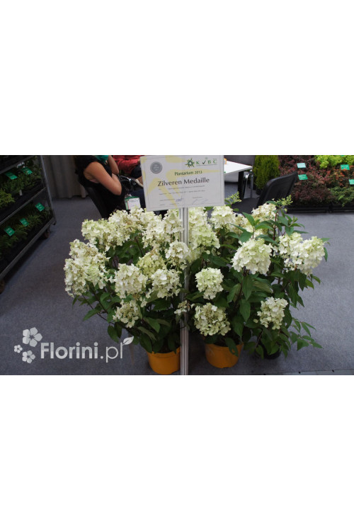 Hortensja bukietowa 'Levana' | Hydrangea paniculata