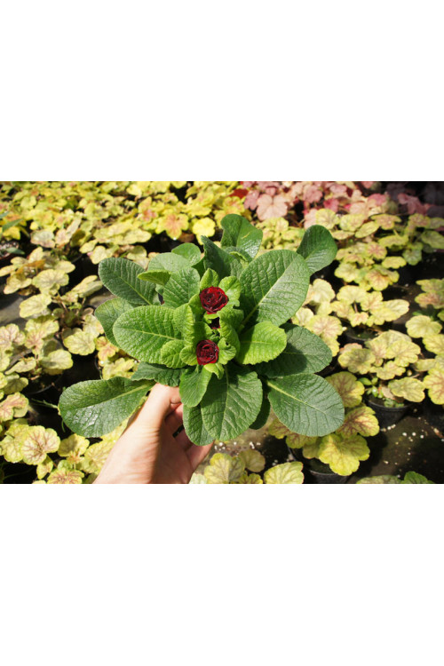 Pierwiosnek 'Belarina® Valentine' | Primula