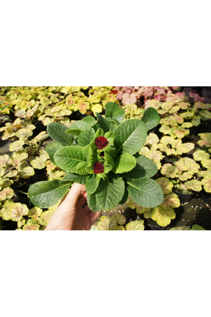 Pierwiosnek 'Belarina® Valentine' | Primula