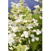 Hortensja bukietowa 'Levana' | Hydrangea paniculata