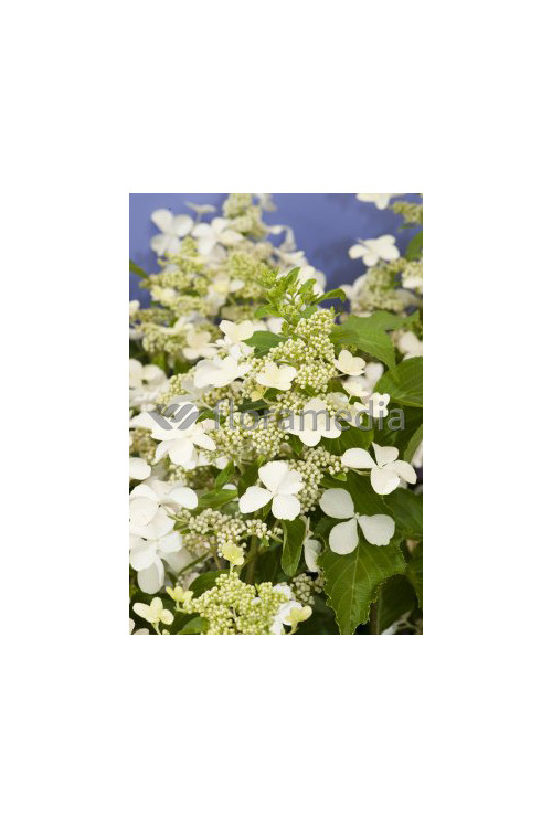 Hortensja bukietowa 'Levana' | Hydrangea paniculata