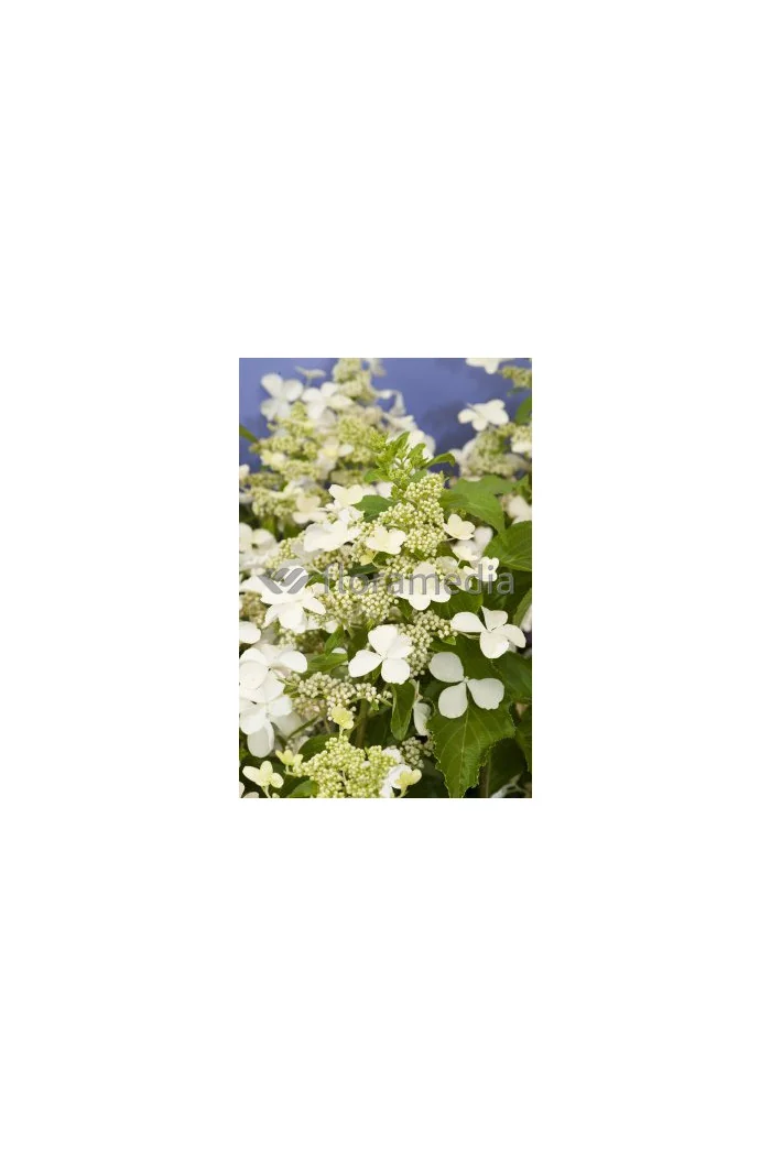 Hortensja bukietowa 'Levana' | Hydrangea paniculata