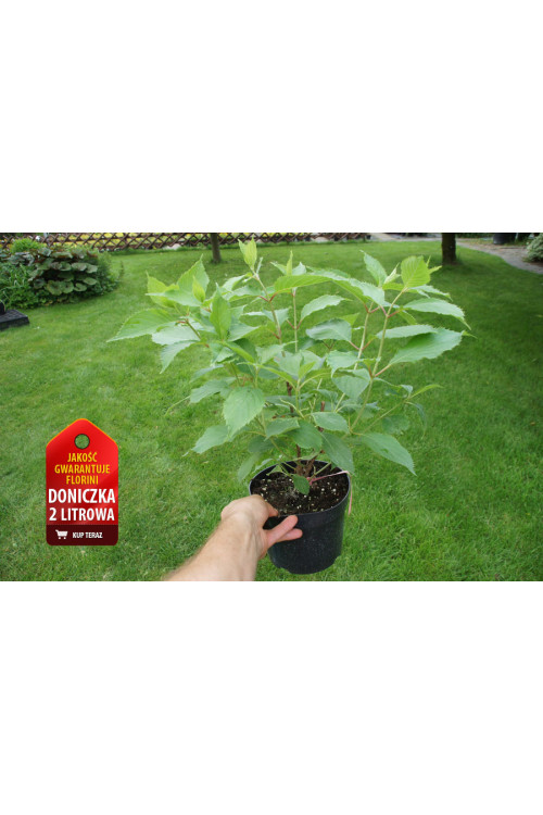 Hortensja bukietowa 'Levana' | Hydrangea paniculata