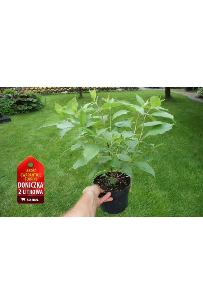 Hortensja bukietowa 'Levana' | Hydrangea paniculata