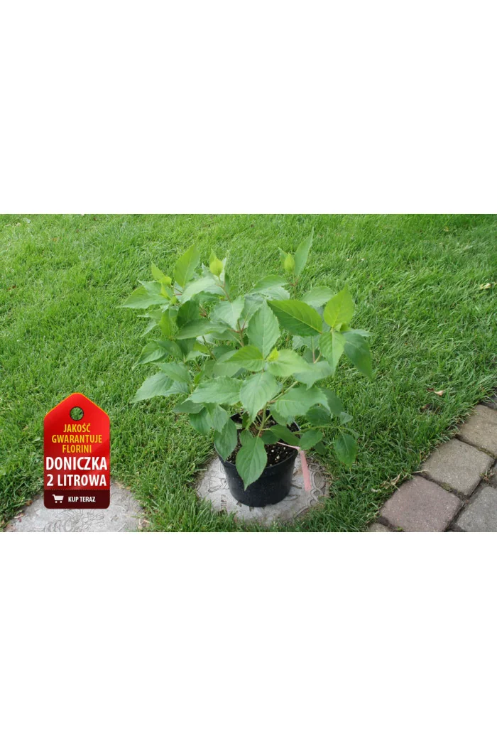 Hortensja bukietowa 'Levana' | Hydrangea paniculata