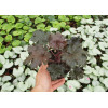 Żurawka 'Black Taffeta' | Heuchera