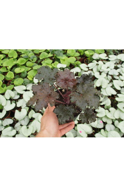 Żurawka 'Black Taffeta' | Heuchera