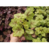 Żuraweczka (Żurawka) 'Fire Frost' Heucherella