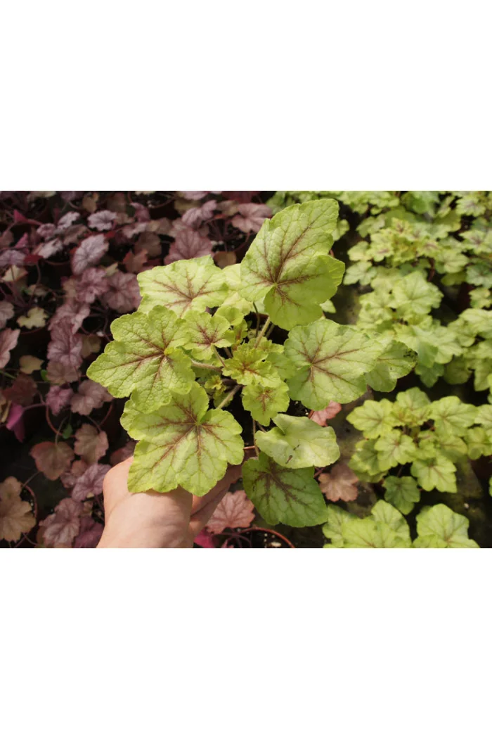 Żuraweczka (Żurawka) 'Fire Frost' Heucherella