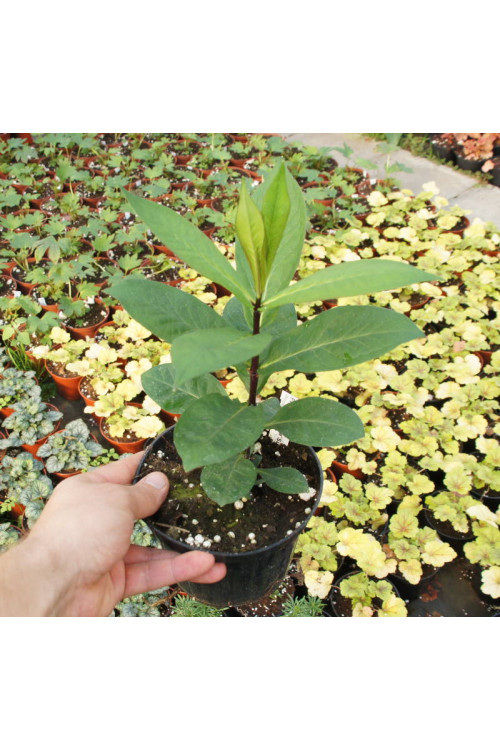 Floks wiechowaty 'Tequila Sunrise' | Phlox panniculata