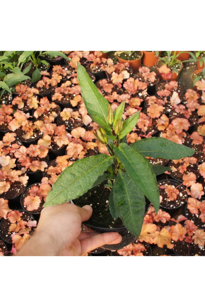 Floks wiechowaty 'Red Caribbean' Phlox panniculata