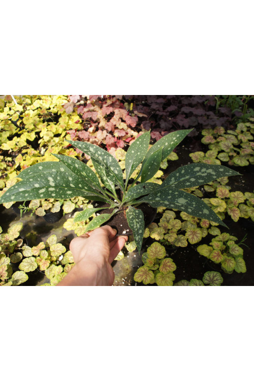 Miodunka 'Raspberry Splash' Pulmonaria