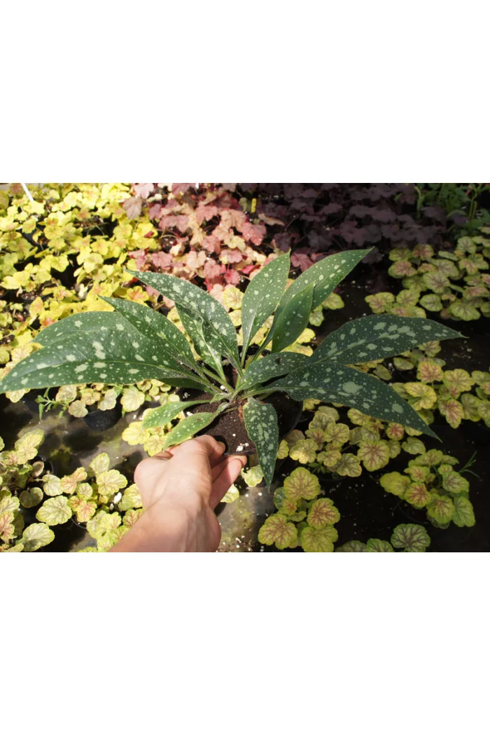 Miodunka 'Raspberry Splash' Pulmonaria