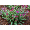 Miodunka 'Raspberry Splash' Pulmonaria