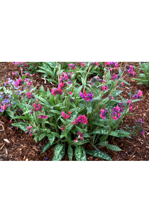 Miodunka 'Raspberry Splash' Pulmonaria