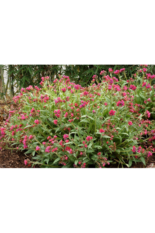 Miodunka 'Raspberry Splash' Pulmonaria