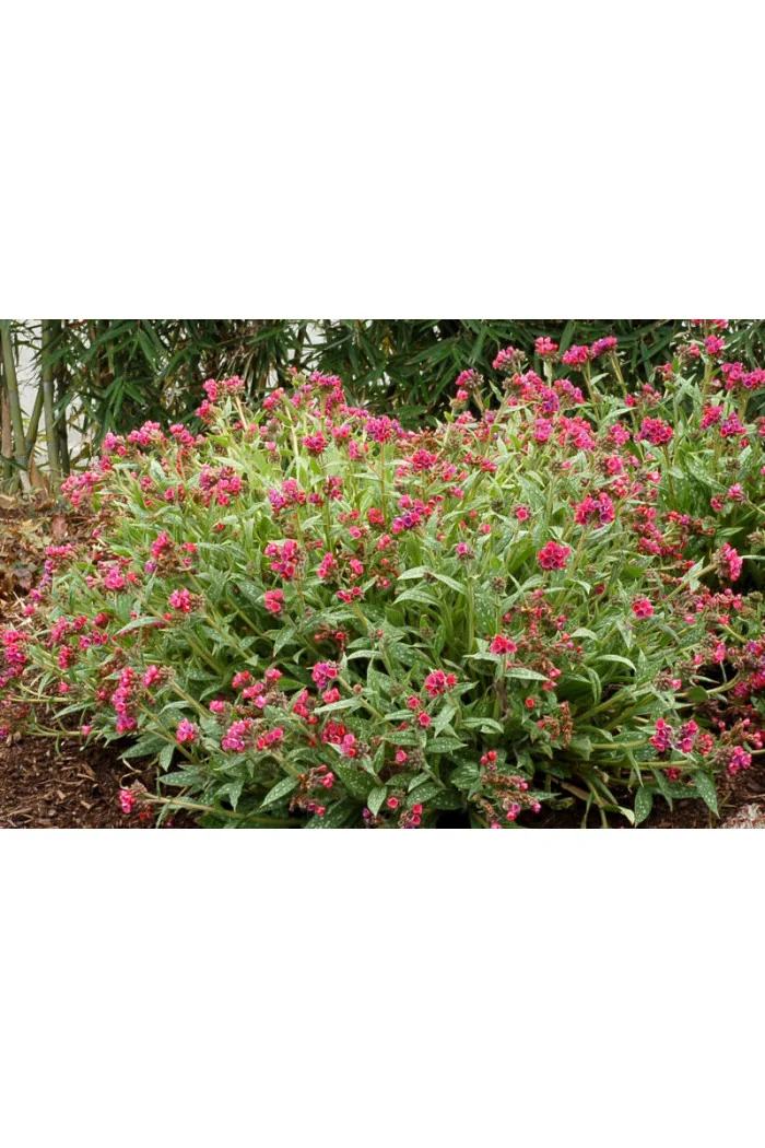 Miodunka 'Raspberry Splash' Pulmonaria