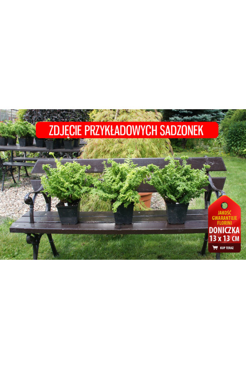 Narecznica mocna 'Crispa Cristata' | Dryopteris affinis