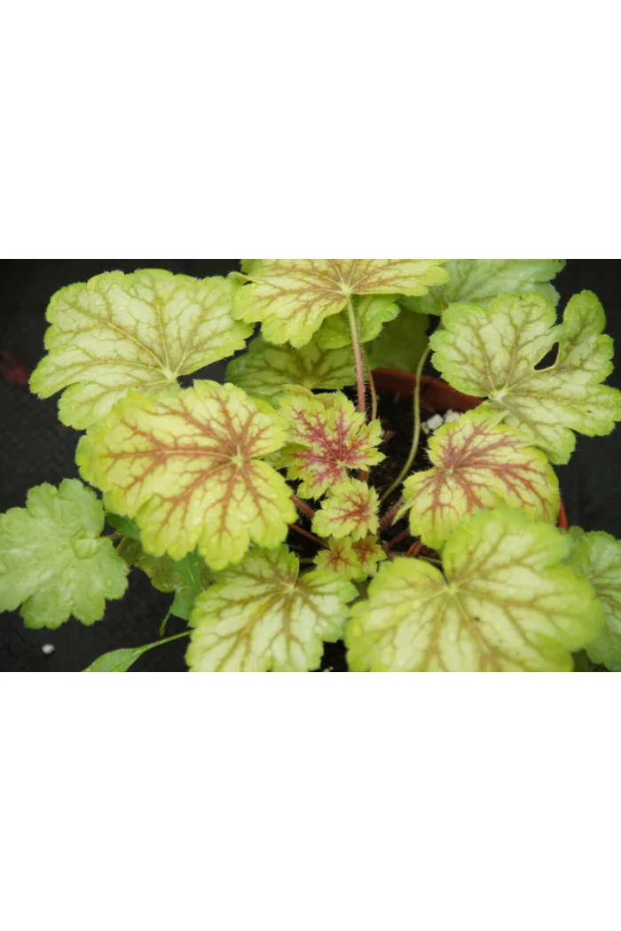 Żurawka MASTER PAINTER 'Da Vinci' Heuchera