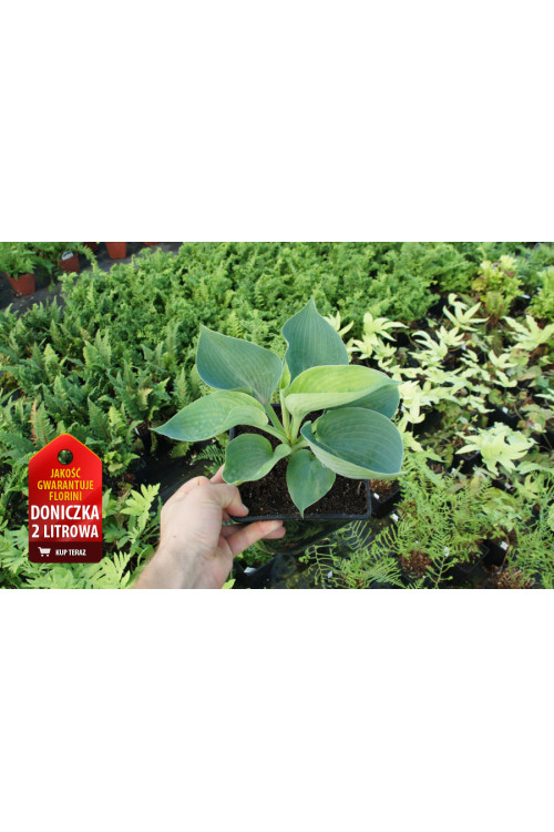 Funkia 'Abiqua Drinking Gourd' Hosta