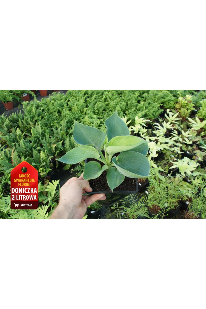 Funkia 'Abiqua Drinking Gourd' Hosta