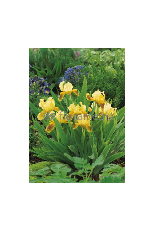 Kosaciec niski 'Ritz' Iris barbata nana