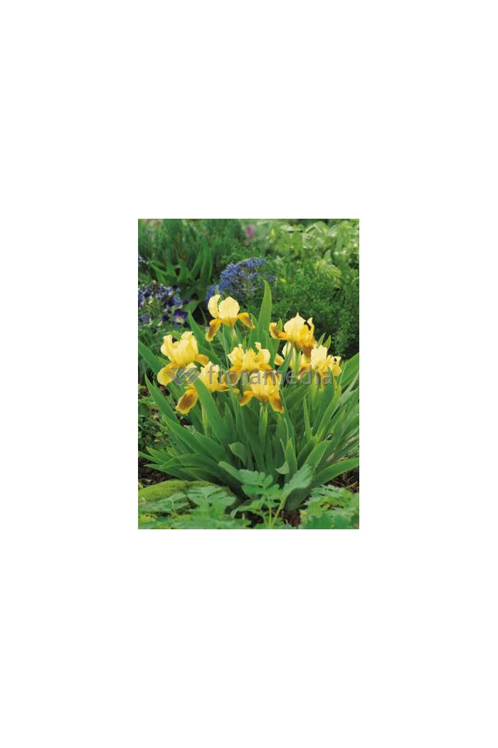 Kosaciec niski 'Ritz' Iris barbata nana