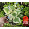 Brunnera sercolistna | 'Variegata' Brunnera
