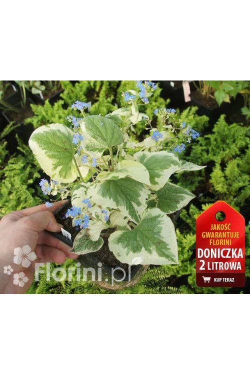 Brunnera sercolistna | 'Variegata' Brunnera