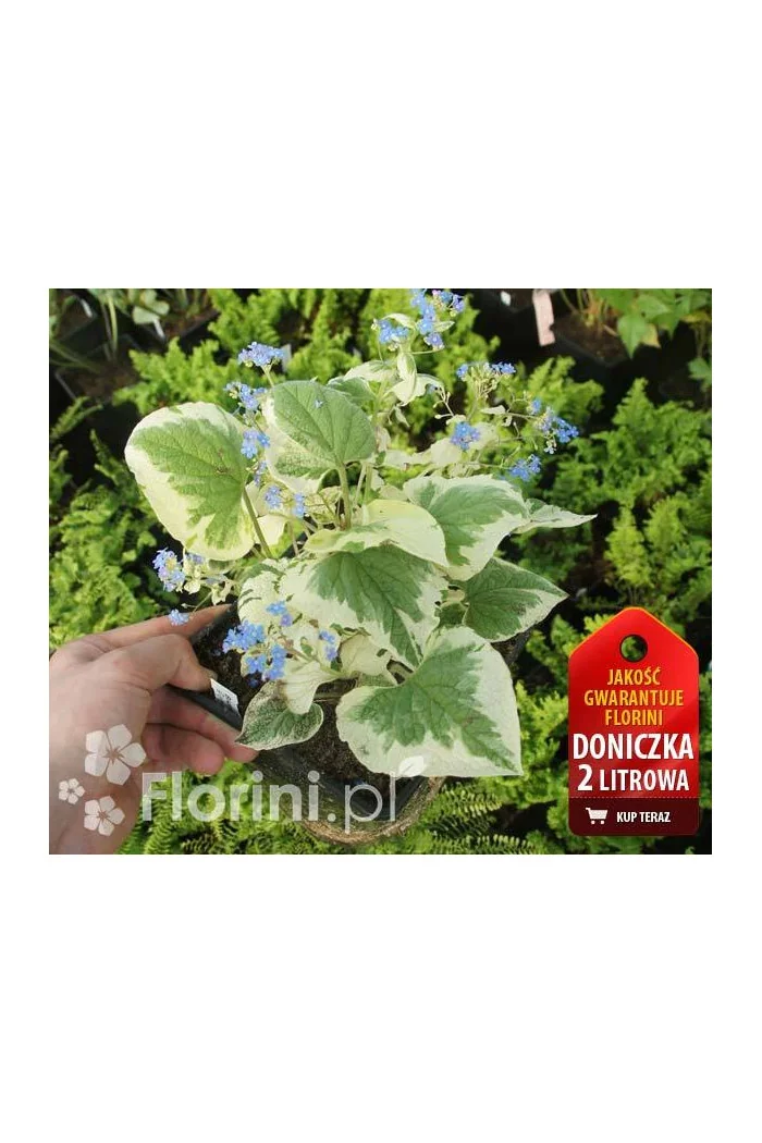 Brunnera sercolistna | 'Variegata' Brunnera