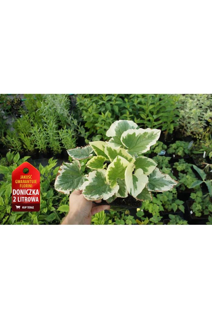 Brunnera sercolistna | 'Variegata' Brunnera