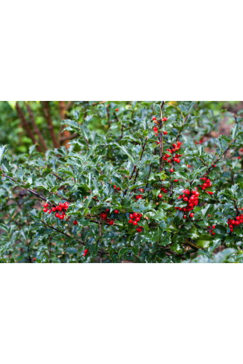 Ostrokrzew Meservy 'Blue Princess' (żeński) Ilex x meserveae