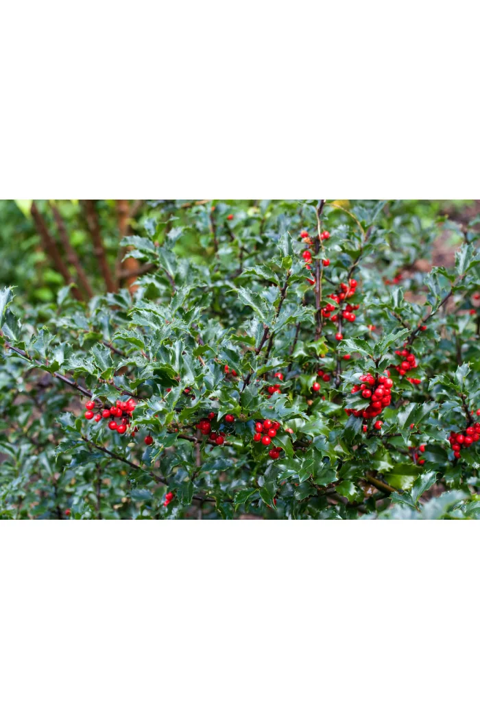 Ostrokrzew Meservy 'Blue Princess' (żeński) Ilex x meserveae