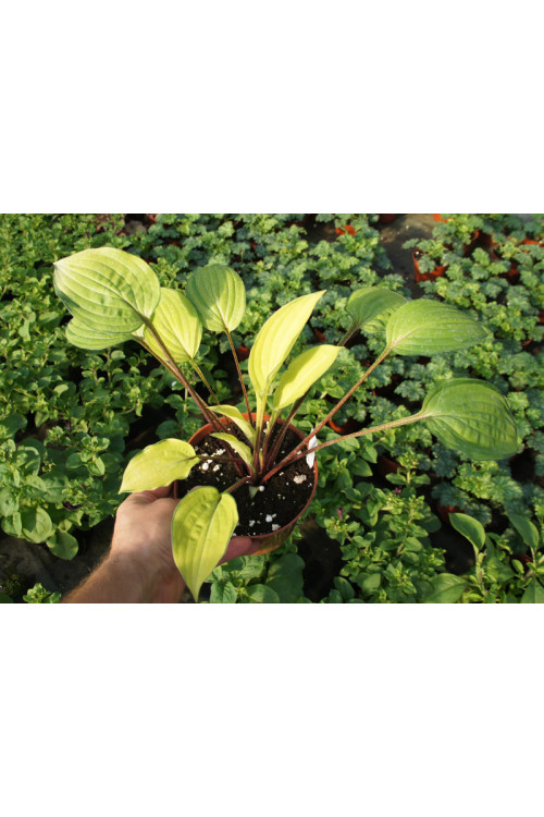 Funkia 'Paradise Island' Hosta
