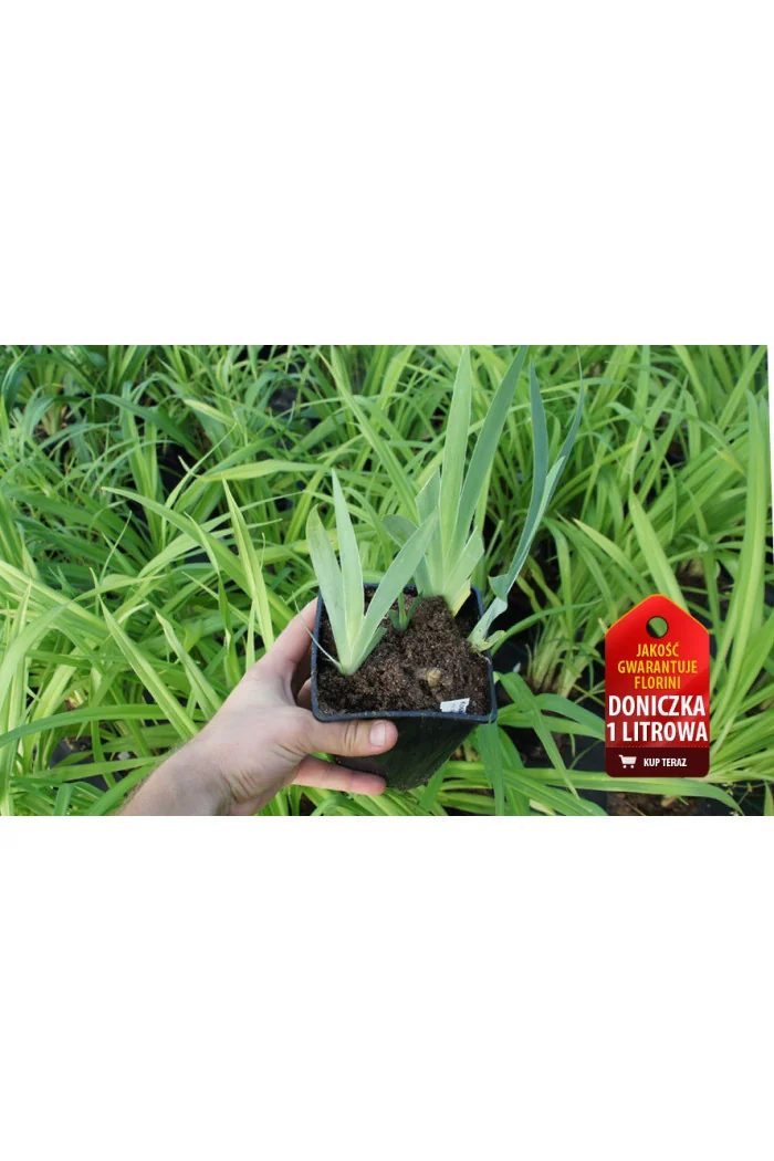 Kosaciec niski 'Ritz' Iris barbata nana