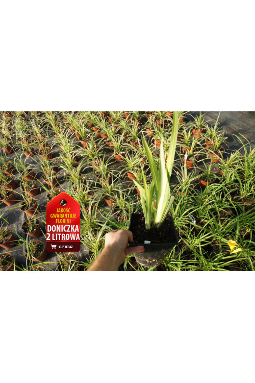 Kosaciec (Irys) żółty 'Variegata' | Iris pseudacorus