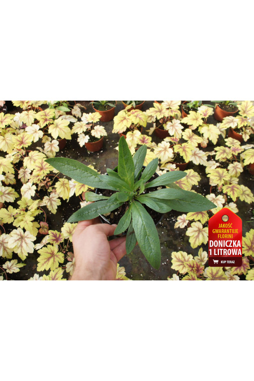 Dziewanna 'Caribbean Crush' Verbascum