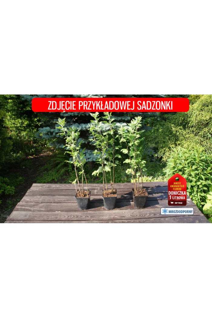 Złocień ogrodowy 'Orchid Helen' Chrysanthemum indicum