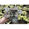 Żuraweczka (Żurawka) 'Twilight' Heucherella