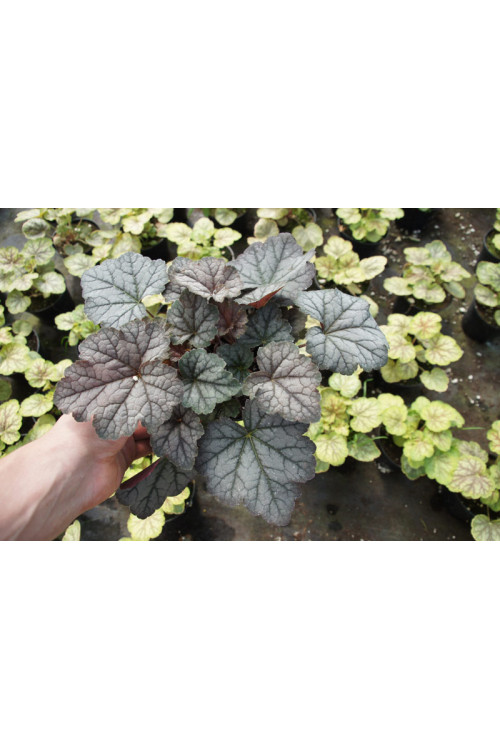 Żuraweczka (Żurawka) 'Twilight' Heucherella