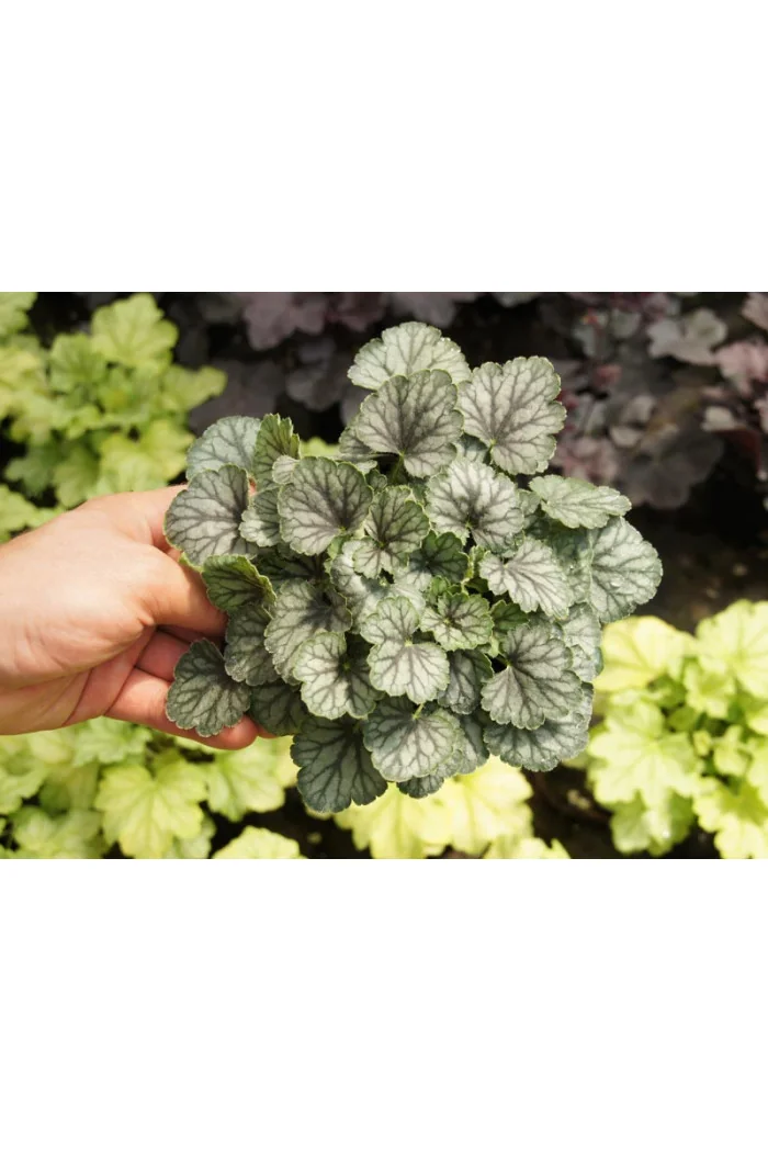 Żurawka MASTER PAINTER 'Cezanne' Heuchera