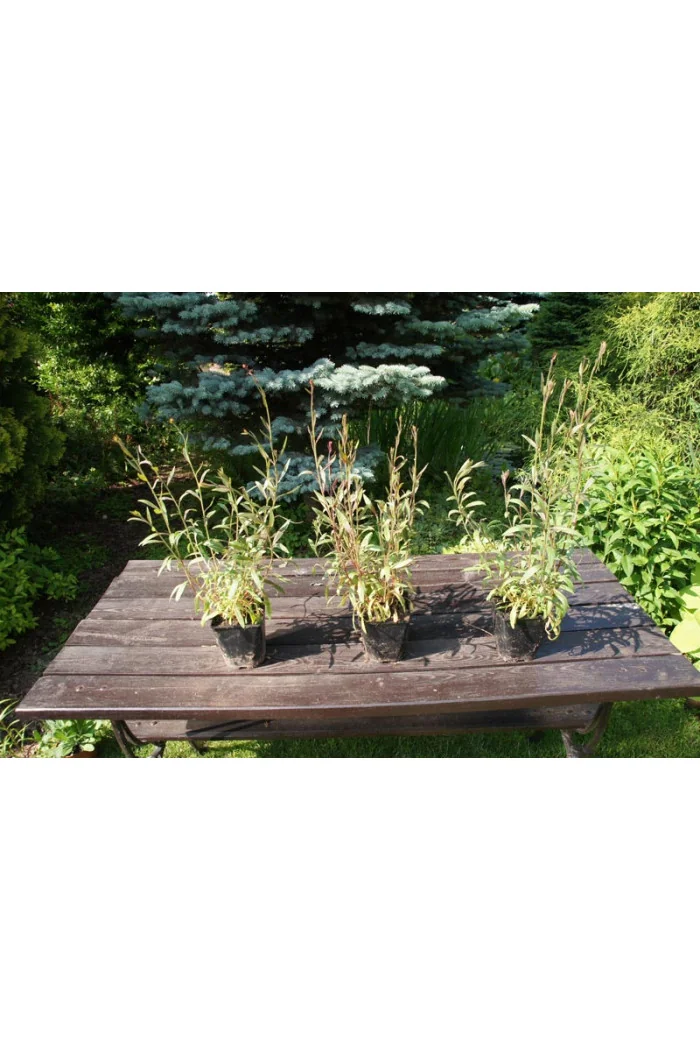 Gaura 'Siskiyou Pink'