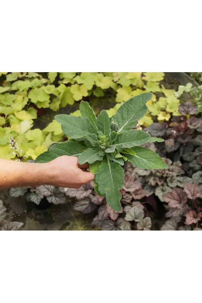 Dziewanna 'Rosie' | Verbascum