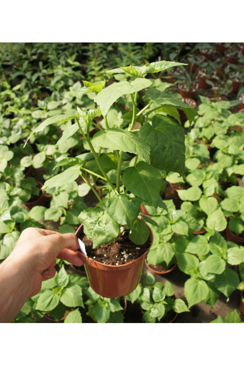 Hibiskus bylinowy, Hibiscus, hibiskus Sultry Kiss