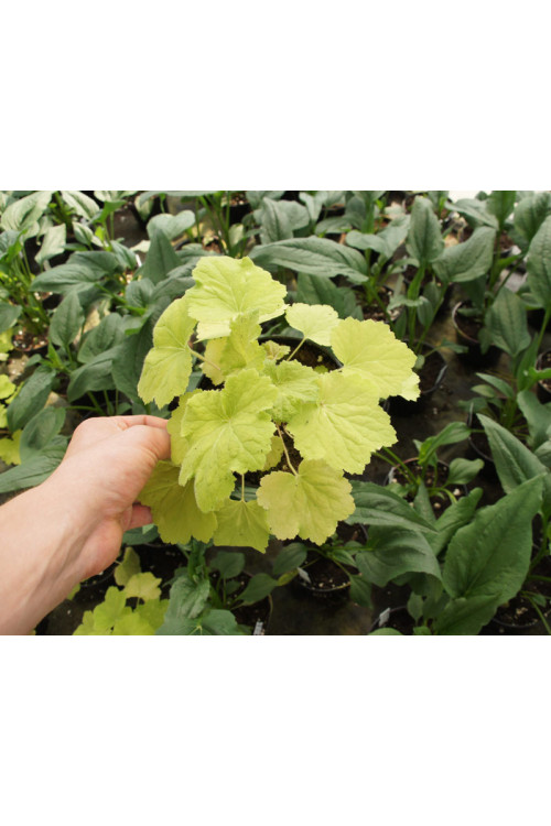 Żurawka 'Pistache' Heuchera